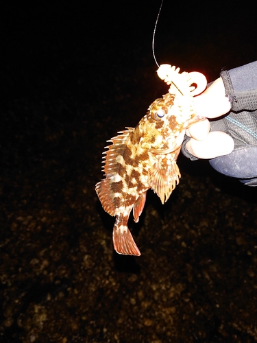 カサゴの釣果