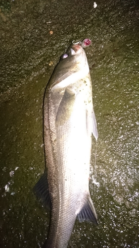 シーバスの釣果