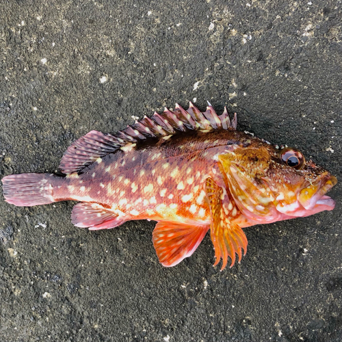 カサゴの釣果