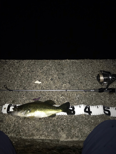 ブラックバスの釣果