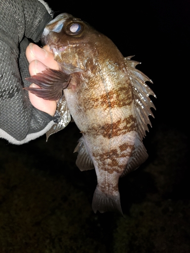 メバルの釣果