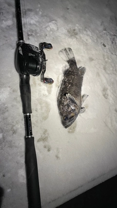 クロソイの釣果