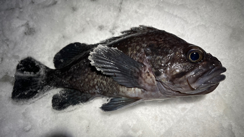 マゾイの釣果