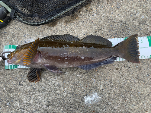 アイナメの釣果