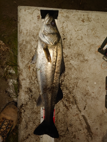 シーバスの釣果