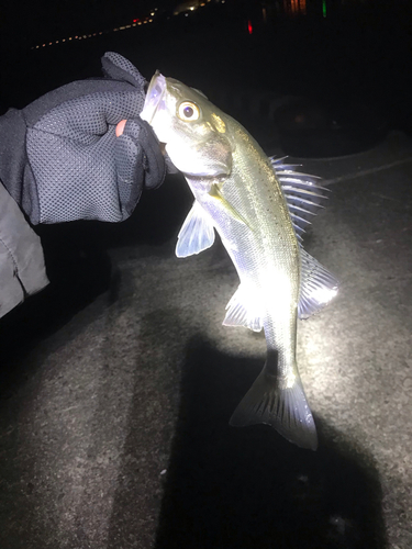 セイゴ（タイリクスズキ）の釣果