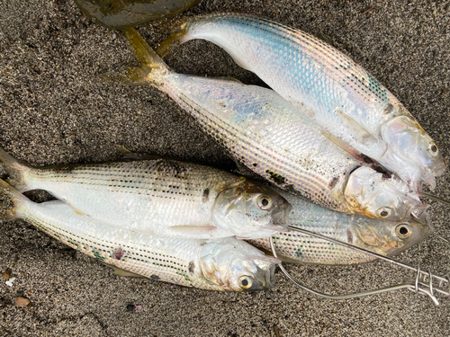 コノシロの釣果