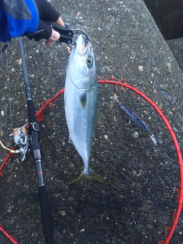 ハマチの釣果