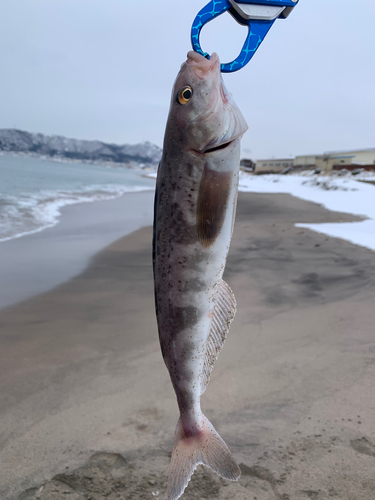 ホッケの釣果