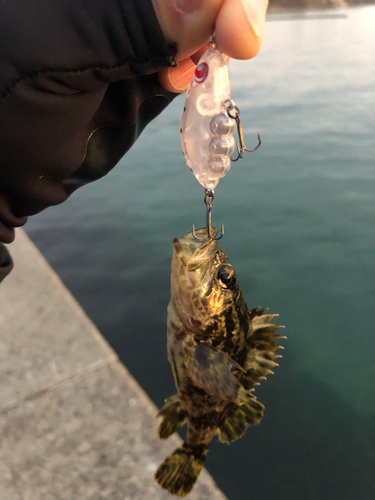 タケノコメバルの釣果