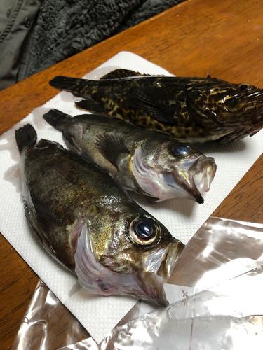 メバルの釣果