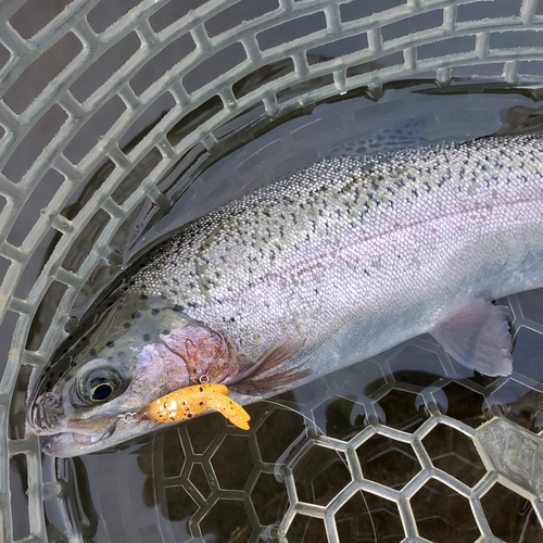 ニジマスの釣果