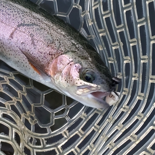 ニジマスの釣果