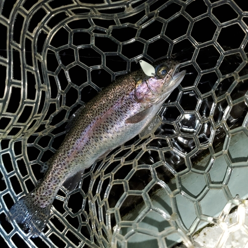 ニジマスの釣果