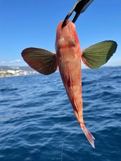 ホウボウの釣果