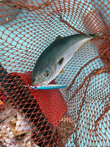 ヤズの釣果