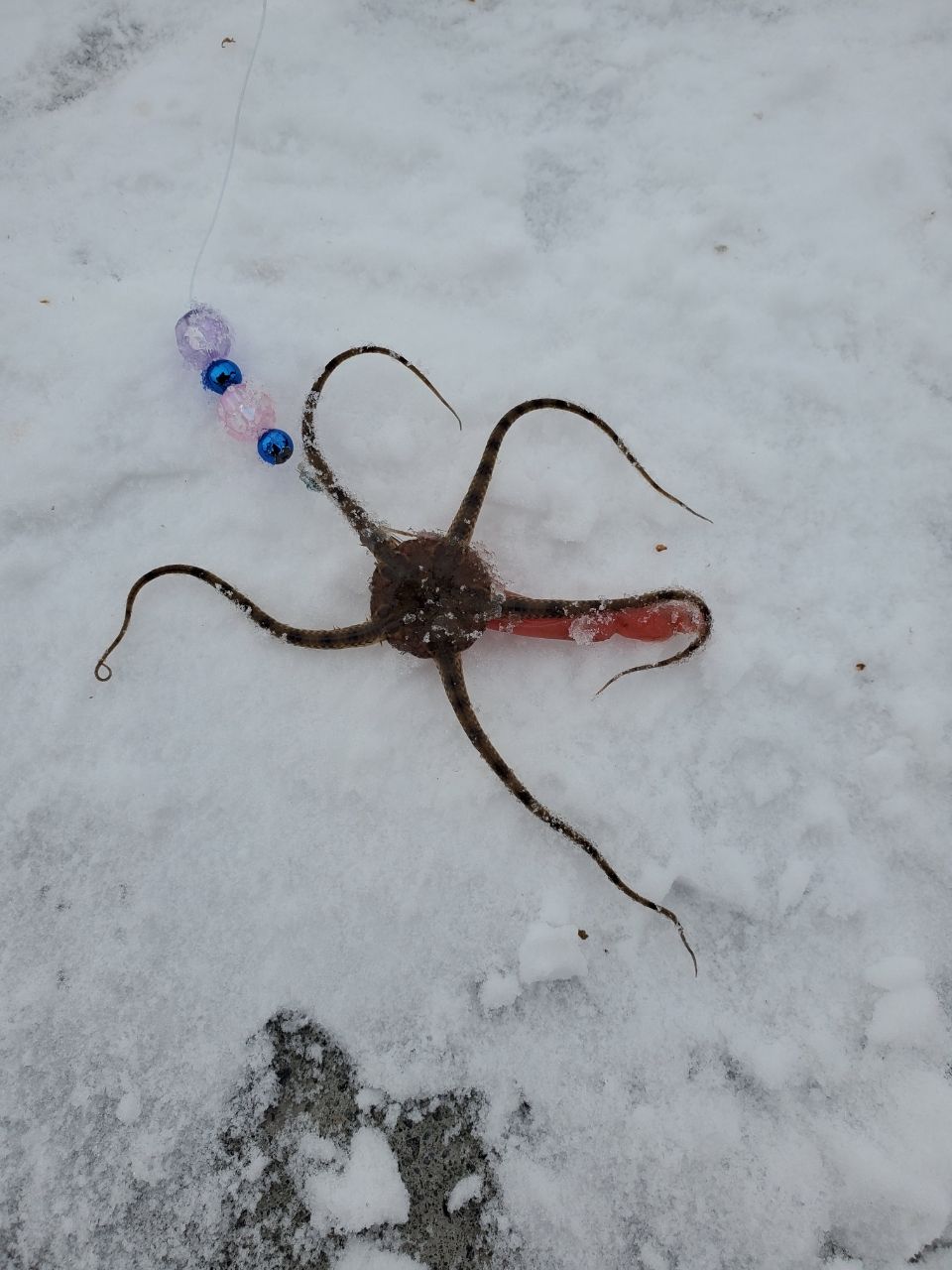 ホッケ