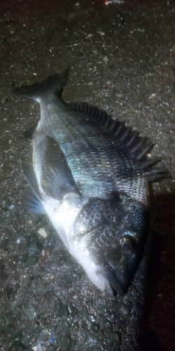 クロダイの釣果