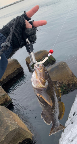 アブラコの釣果