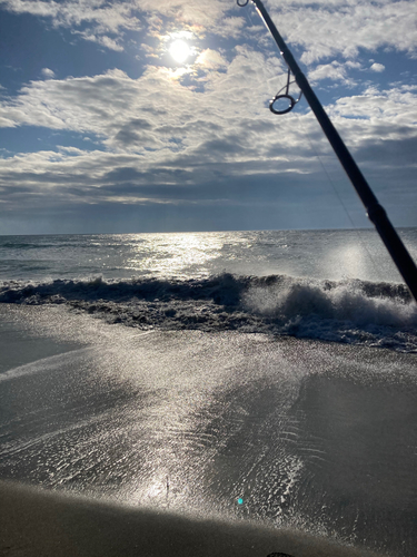 コノシロの釣果