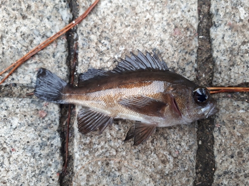 メバルの釣果