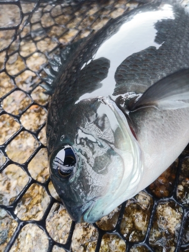 メジナの釣果