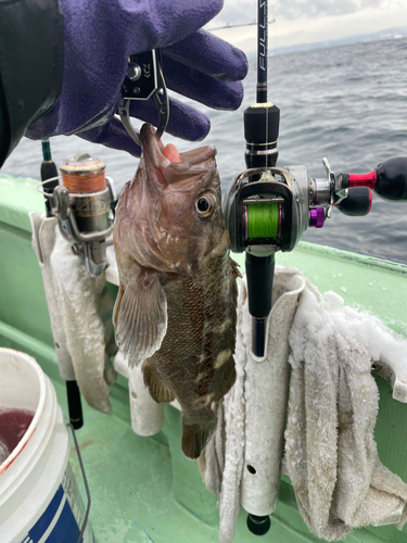 ガヤの釣果