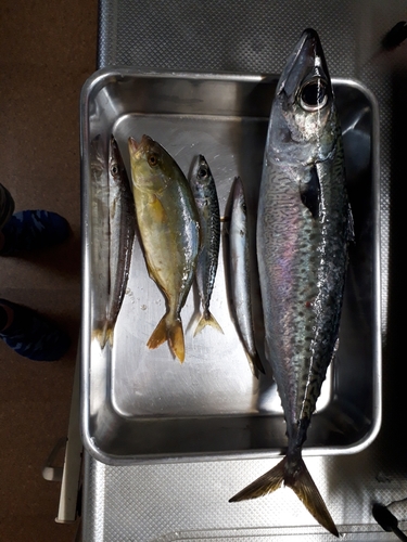 サバの釣果