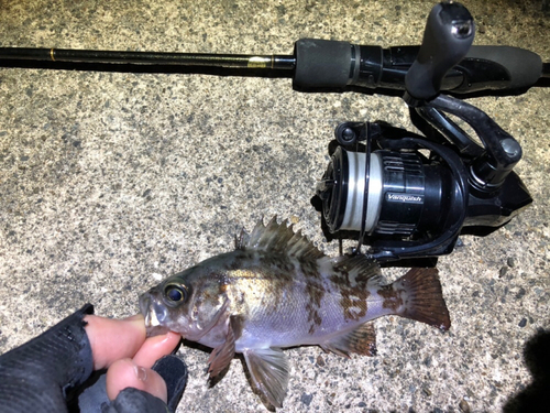 メバルの釣果