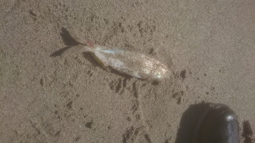 コノシロの釣果