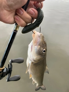 ニゴイの釣果