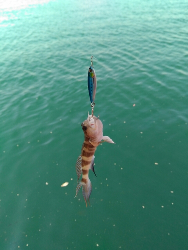 イトヒキハゼの釣果