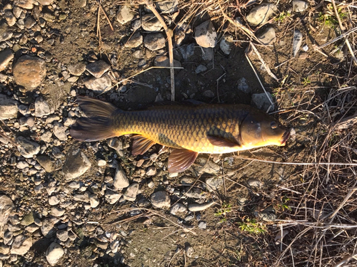 コイの釣果