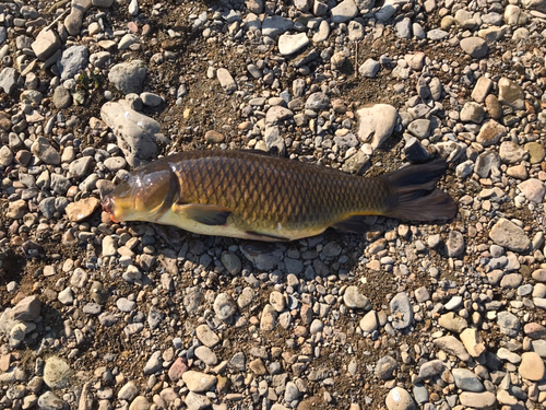 コイの釣果