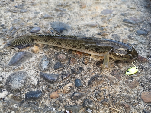 ハゼの釣果