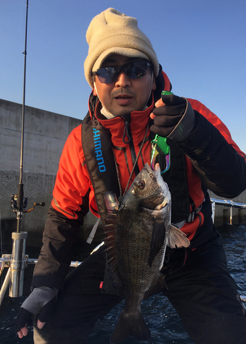 クロダイの釣果