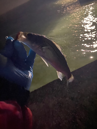 セイゴ（タイリクスズキ）の釣果