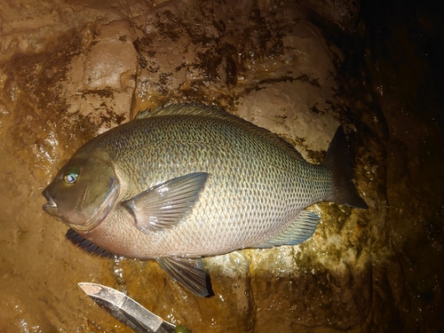 クチブトグレの釣果