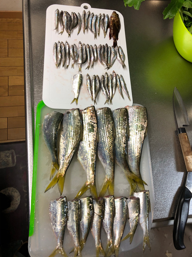 コノシロの釣果