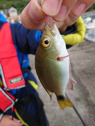 ヒメフエダイの釣果