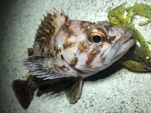 オウゴンムラソイの釣果