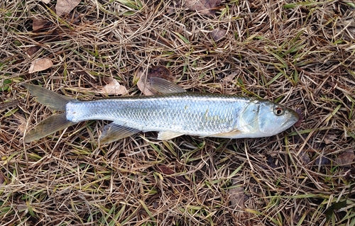 ハスの釣果