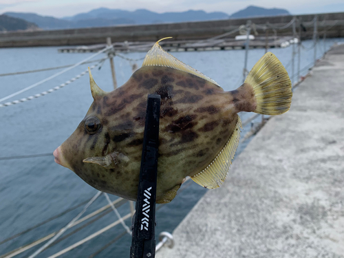 カワハギの釣果