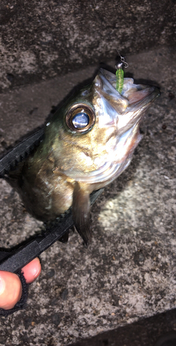 メバルの釣果