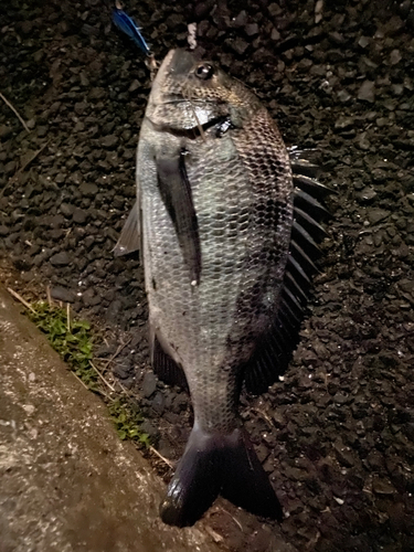 クロダイの釣果