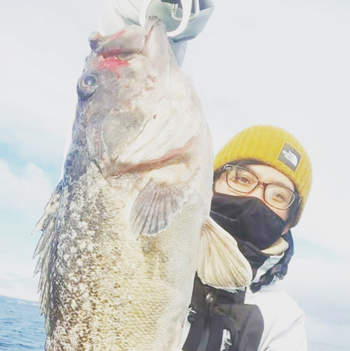 クロソイの釣果