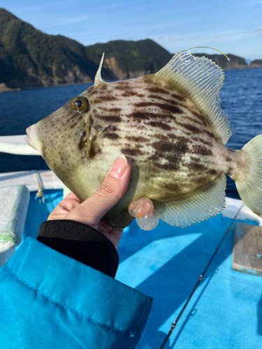 カワハギの釣果