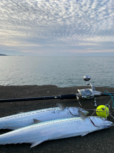 サゴシの釣果