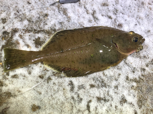 カレイの釣果