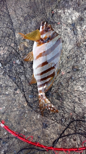 タカノハダイの釣果